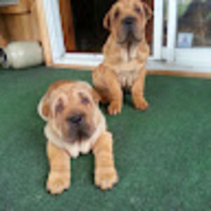 Meet your Posher, Lulu